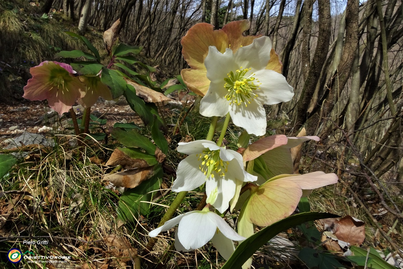 26 Estese fioriture di Rose di Natale -Ellebori (Helleborus niger).JPG